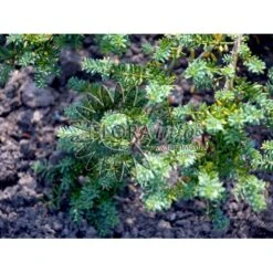 Dværg Stentaks 'Blue Gem' Podocarpus Lawrencii 'Blue Gem' Potte 3,0 Liter,- 20-25 Cm. -Osmo Salgsbutik p4957 3673 podocarpus lawrencii blue gem 9766