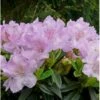 'Robert Seleger' Rhododendron Hybrid 'Robert Seleger' Potte 2,0 Liter,- 20-25 Cm. 1 'Robert Seleger' Rhododendron Hybrid 'Robert Seleger' Potte 2,0 Liter,- 20-25 Cm. -Osmo Salgsbutik p4977 36934 rhododendron hybrid robert seleger 057b
