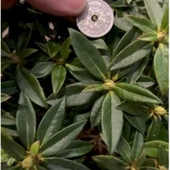 'Robert Seleger' Rhododendron Hybrid 'Robert Seleger' Potte 2,0 Liter,- 20-25 Cm. -Osmo Salgsbutik p4977 38027 rhododendron hybrid robert seleger 483a