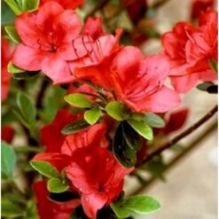 'Fridoline' Rhododendron Jap.'Fridoline' Potte 2,0 Liter,- 20-25 Cm.