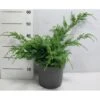 Kinesisk Enebær 'Blue Alps' Juniperus Chinensis 'Blue Alps' Potte 7,5 Liter 40-60 Cm. -Osmo Salgsbutik p5026 41439 juniperus chinensis blue alps fa48