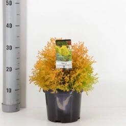 Thuja 'Rheingold' Thuja Occidentalis 'Rheingold' Potte 3,0 Liter,- 25-30 Cm.