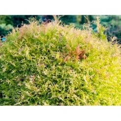 Thuja 'Rheingold' Thuja Occidentalis 'Rheingold' Potte 3,0 Liter,- 25-30 Cm. -Osmo Salgsbutik p5029 54755 thuja occidentalis rheingold dvaergform 72f7