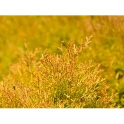 Thuja 'Rheingold' Thuja Occidentalis 'Rheingold' Potte 3,0 Liter,- 25-30 Cm. -Osmo Salgsbutik p5029 54756 thuja occidentalis rheingold dvaergform bea6