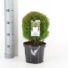 Almindelig Thuja 'Teddy' Thuja Occidentalis 'Teddy' (dværgform) Potte 3,0 Liter,- 20-25 Cm. -Osmo Salgsbutik p5030 33883 thuja occidentalis teddy 2f63