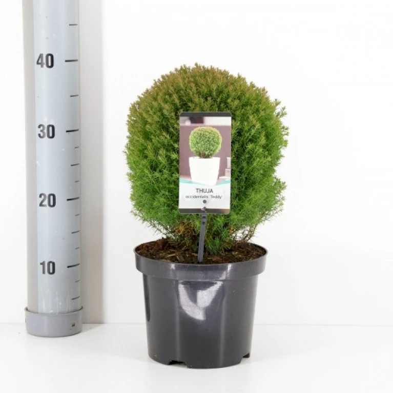 Almindelig Thuja 'Teddy' Thuja Occidentalis 'Teddy' (dværgform) Potte 3,0 Liter,- 20-25 Cm. 3 Almindelig Thuja 'Teddy' Thuja Occidentalis 'Teddy' (dværgform) Potte 3,0 Liter,- 20-25 Cm.
