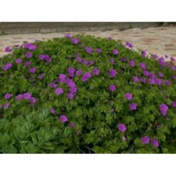 Storkenæb 'Tiny Monster' Geranium Hybrid 'Tiny Monster' 10 Cm. Potte -Osmo Salgsbutik p5057 36176 geranium hybrid tiny monster 7cf2