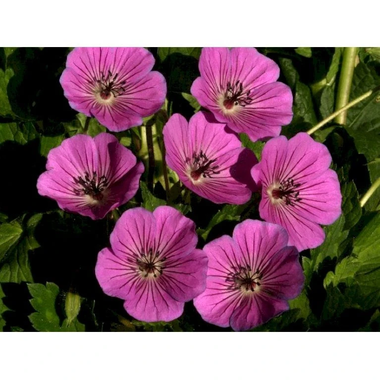 Storkenæb 'Pink Penny' Geranium Hybrid 'Pink Penny' 1 Liter Potte 3 Storkenæb 'Pink Penny' Geranium Hybrid 'Pink Penny' 1 Liter Potte