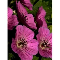 Storkenæb 'Pink Penny' Geranium Hybrid 'Pink Penny' 1 Liter Potte 8 Storkenæb 'Pink Penny' Geranium Hybrid 'Pink Penny' 1 Liter Potte -Osmo Salgsbutik p5066 36185 geranium hybrid pink penny ac74