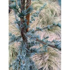 Libanon Ceder 'Glauca' Cedrus Libani 'Glauca' Potte 3,0 Liter,- 80-100 Cm. -Osmo Salgsbutik p512 36872 cedrus atlantica glauca 2c20