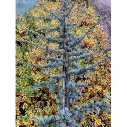 Libanon Ceder 'Glauca' Cedrus Libani 'Glauca' Potte 3,0 Liter,- 80-100 Cm. -Osmo Salgsbutik p512 36875 cedrus atlantica glauca 17f4