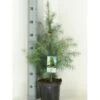 Himalaya Ceder Cedrus Deodara Potte 3,0 Liter,- 40-60 Cm. -Osmo Salgsbutik p513 11423 cedrus deodara 20c6