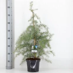 Himalaya Ceder Cedrus Deodara Potte 3,0 Liter,- 40-60 Cm. -Osmo Salgsbutik p513 33417 cedrus deodara 746a