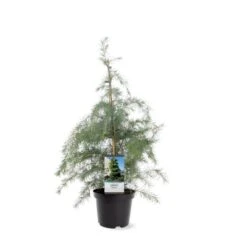 Himalaya Ceder Cedrus Deodara Potte 3,0 Liter,- 40-60 Cm. -Osmo Salgsbutik p513 39518 image 759f