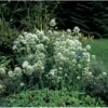 Sporebaldrian 'Albus' Centranthus Ruber 'Albus' 1 Liter Potte -Osmo Salgsbutik p523 430 centranthus ruber albus 33e1