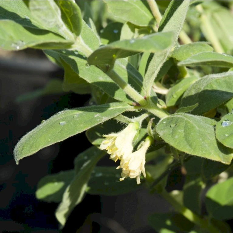 Majbær/Honningbær Lonicera Kamtschatica Potte 2,0 Liter,- Opbundet 3 Majbær/Honningbær Lonicera Kamtschatica Potte 2,0 Liter,- Opbundet
