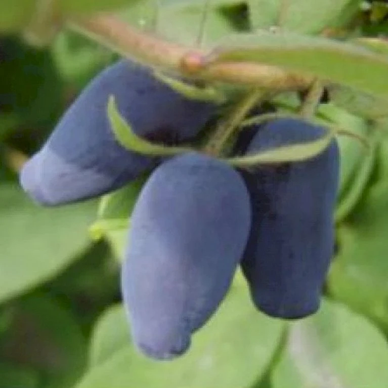 Majbær/Honningbær Lonicera Kamtschatica Potte 2,0 Liter,- Opbundet 4 Majbær/Honningbær Lonicera Kamtschatica Potte 2,0 Liter,- Opbundet - Billede 2