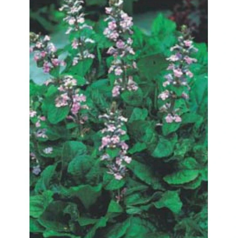 Krybende Læbeløs 'Rosea' Ajuga Reptans 'Rosea' 10 Cm. Potte 3 Krybende Læbeløs 'Rosea' Ajuga Reptans 'Rosea' 10 Cm. Potte