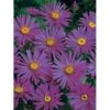 Amellusasters 'Rudolph Goethe' Aster Amellus 'Rudolph Goethe' 1 Liter Potte -Osmo Salgsbutik p5433 4021 aster amellus rudolph goethe c5c9