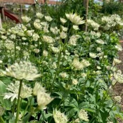 Stjerneskærm 'Snow Star'® Astrantia Major Ssp. Involucrata 'Snow Star'® 1 Liter Potte
