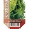 Ædelcypres 'Stardust' Chamaecyparis Lawsoniana 'Stardust' Potte 2,0 Liter,- 25-30 Cm. -Osmo Salgsbutik p544 41987 chamaecyparis lawsoniana stardust 9ddc