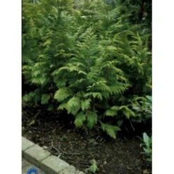 Ædelcypres 'Stardust' Chamaecyparis Lawsoniana 'Stardust' Potte 2,0 Liter,- 25-30 Cm. -Osmo Salgsbutik p544 443 chamaecyparis lawsoniana stardust 911e