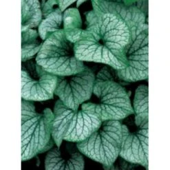 Kærmindesøster 'Jack Frost' Brunnera Macrophylla 'Jack Frost' 1 Liter Potte