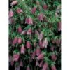 Klokkeblomst 'Rubra' Campanula Punctata 'Rubra' 1 Liter Potte -Osmo Salgsbutik p5462 4043 campanula punctata rubra dd93