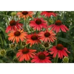 Solhat 'Hot Summer' Echinacea Hybrid 'Hot Summer' 1 Liter Potte -Osmo Salgsbutik p5495 28300 echinacea hybrid hot summer 13f8
