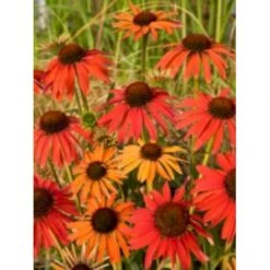Solhat 'Hot Summer' Echinacea Hybrid 'Hot Summer' 1 Liter Potte -Osmo Salgsbutik p5495 4072 echinacea hybrid hot summer 859b