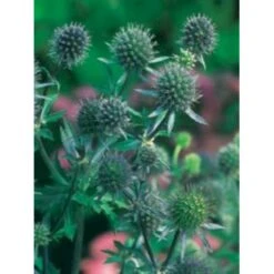 Russisk Mandstro Eryngium Planum Bakke Med 12 Stk. 8 Russisk Mandstro Eryngium Planum Bakke Med 12 Stk. -Osmo Salgsbutik p5508 4079 eryngium planum 9bc7