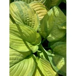 Funkia 'Guacamole' Hosta Hybrid 'Guacamole' 1 Liter Potte