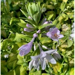 Funkia 'Guacamole' Hosta Hybrid 'Guacamole' 1 Liter Potte -Osmo Salgsbutik p5553 36094 hosta hybrid guacamole 813e