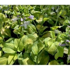 Funkia 'Guacamole' Hosta Hybrid 'Guacamole' 1 Liter Potte -Osmo Salgsbutik p5553 36095 hosta hybrid guacamole c039