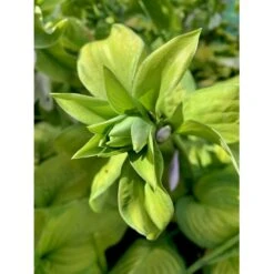 Funkia 'Guacamole' Hosta Hybrid 'Guacamole' 1 Liter Potte -Osmo Salgsbutik p5553 36096 hosta hybrid guacamole bf7a
