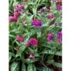 Lungeurt 'Raspberry Splash' Pulmonaria Sac. 'Raspberry Splash' 1 Liter Potte -Osmo Salgsbutik p5625 46296 pulmonaria sac raspberry splash 2d8f