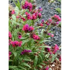 Lungeurt 'Raspberry Splash' Pulmonaria Sac. 'Raspberry Splash' 1 Liter Potte -Osmo Salgsbutik p5625 46297 pulmonaria sac raspberry splash 2ecd