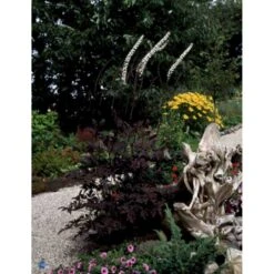 Sølvlys 'Brunette' Actaea Simplex 'Brunette' 1 Liter Potte