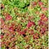 Hvid Stenurt 'Coral Carpet' Sedum Album 'Coral Carpet' 10 Cm. Potte -Osmo Salgsbutik p5644 40164 sedum album coral carpet e67d