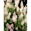 Skumblomst 'Pink Skyrocket' Tiarella X Cordifolia 'Pink Skyrocket' 1 Liter Potte -Osmo Salgsbutik p5666 38906 tiarella x cordifolia pink skyrocket 7ac4