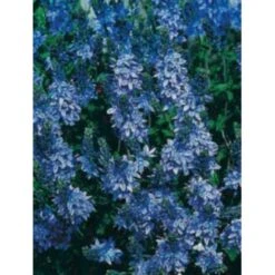 Læge ærenpris 'Allgrün' Veronica Officinalis 'Allgrün' 10 Cm. Potte