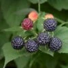 Sommer Hindbær 'Black Jewel' Rubus Idaeus 'Black Jewel' Potte 2,0 Liter,- Opbundet -Osmo Salgsbutik p5756 50660 rubus idaeus black jewel 9a0a