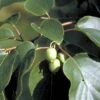 Almindelig Stikkelsbærkiwi Actinidia Arguta Potte 2,0 Liter,- Opbundet -Osmo Salgsbutik p59 48476 actinidia arguta 0566