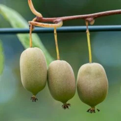 Almindelig Stikkelsbærkiwi Actinidia Arguta Potte 2,0 Liter,- Opbundet -Osmo Salgsbutik p59 50524 actinidia arguta 90d6