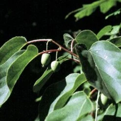 Stikkelsbærkiwi 'Issai' Actinidia Arguta 'Issai' Potte 7,5 Liter,- Opbundet 150-200 Cm. -Osmo Salgsbutik p60 48469 actinidia arguta issai a589