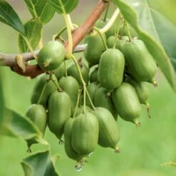 Stikkelsbærkiwi 'Issai' Actinidia Arguta 'Issai' Potte 7,5 Liter,- Opbundet 150-200 Cm. -Osmo Salgsbutik p60 50516 actinidia arguta issai 5df9