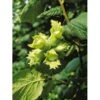 Småfrugtet Hassel Corylus Avellana Solitær Busk 150-200 Cm. - Med Klump