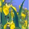 Gul Iris Iris Pseudoacorus 1 Liter Potte -Osmo Salgsbutik p6547 37969 iris pseudacorus c11b