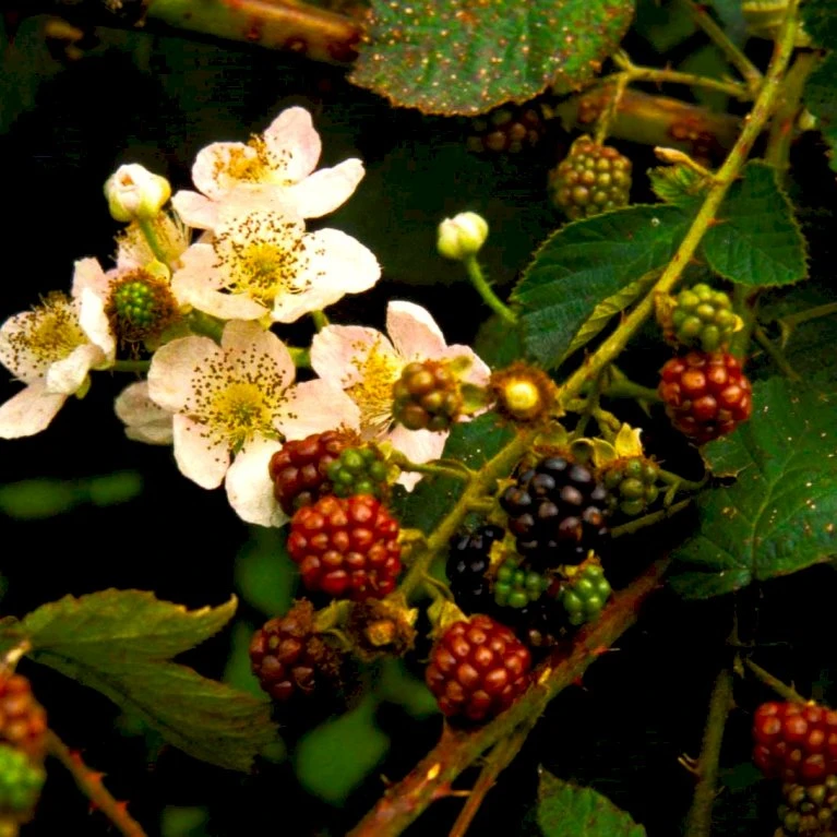 Tornfri Brombær 'Black Satin' Rubus Fruticosus 'Black Satin' Opbundet Til Ca. 40 Cm., Med Potte 3 Tornfri Brombær 'Black Satin' Rubus Fruticosus 'Black Satin' Opbundet Til Ca. 40 Cm., Med Potte