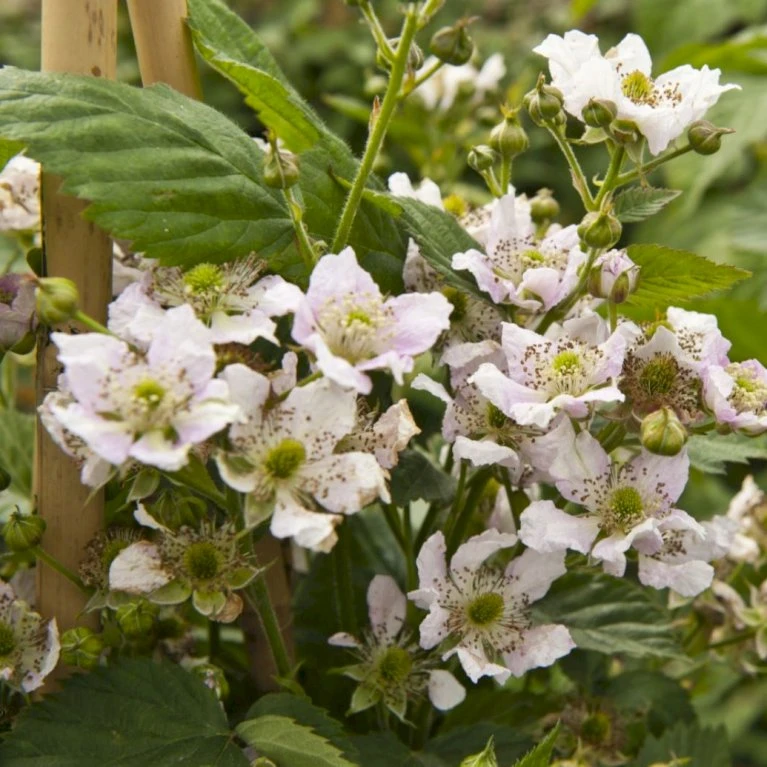 Tornfri Brombær 'Black Satin' Rubus Fruticosus 'Black Satin' Opbundet Til Ca. 40 Cm., Med Potte 5 Tornfri Brombær 'Black Satin' Rubus Fruticosus 'Black Satin' Opbundet Til Ca. 40 Cm., Med Potte - Billede 3